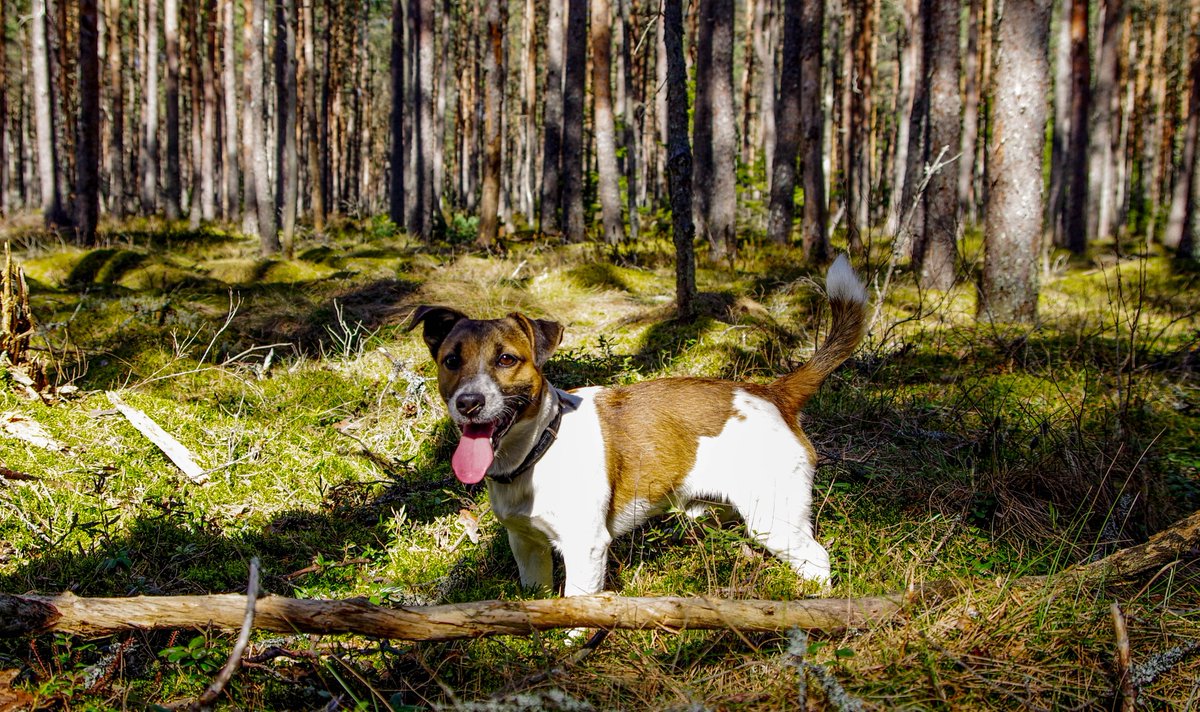 Calling all dog lovers and shelters/rescues alike: are you signed up for our email list? lp.constantcontactpages.com/su/cKNrh7J