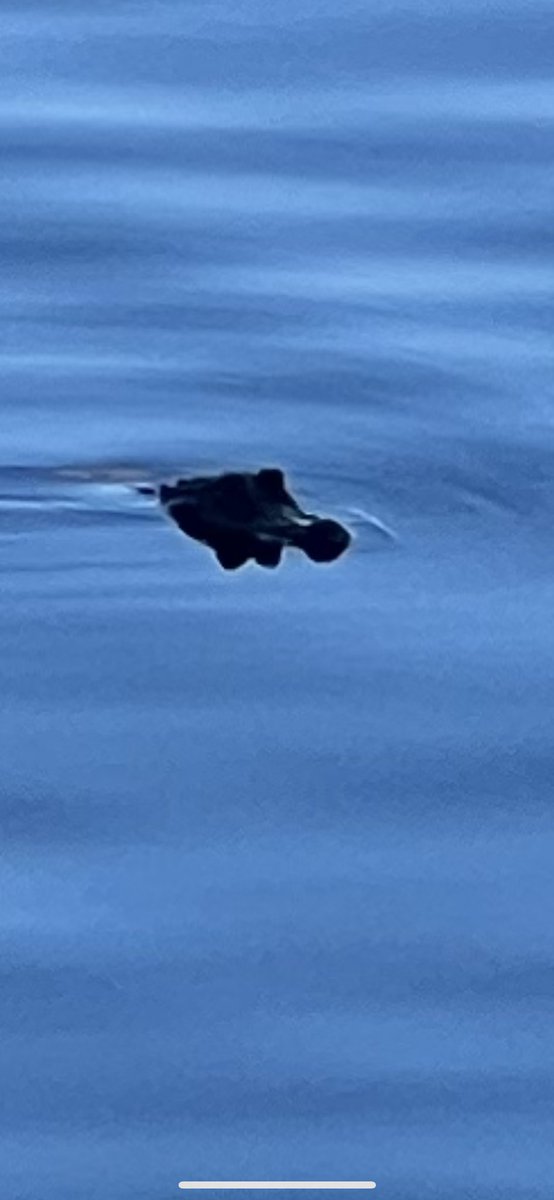 simmons_m's tweet image. Let’s Go #Learning22