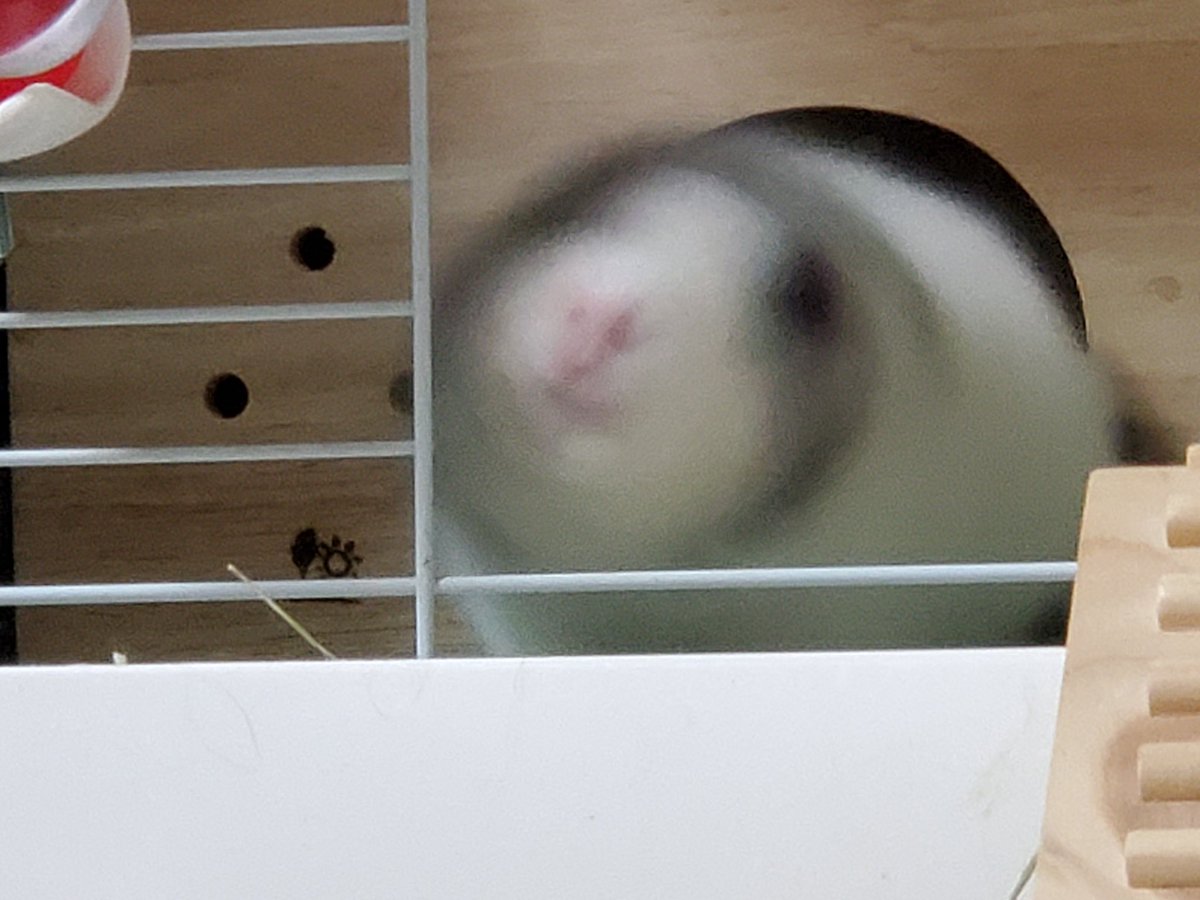 mosumorumo's tweet photo. モルドリル
#モルモット
#モルカー
#guineapig 
#モルモット好きと繋がりたい https://t.co/tUFImxqP8S