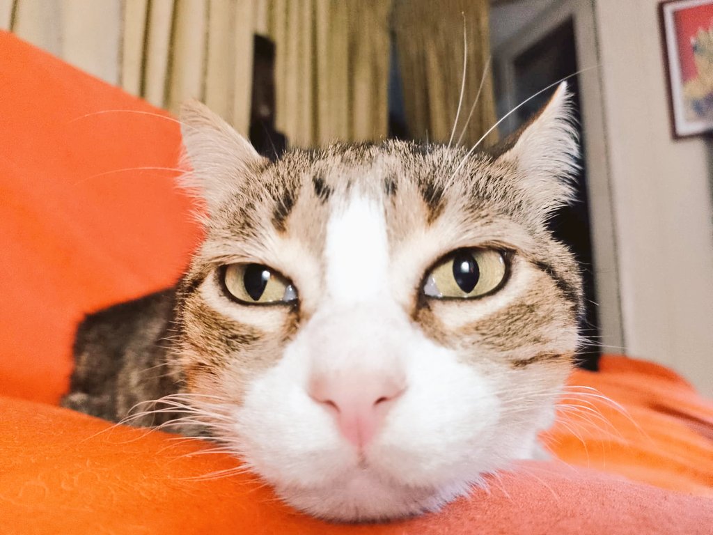 TOSCANA2611's tweet photo. #gatos #Cusumba y #Cusumbo y #Vaquita nuestros bbs peluditos de 9 años de edad que llenan los días de ronroneos y sonrisas https://t.co/iDIRGPTdFC
