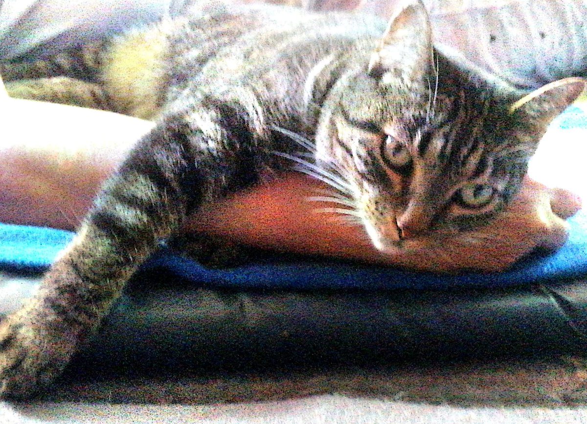 TOSCANA2611's tweet photo. #gatos #Cusumba y #Cusumbo y #Vaquita nuestros bbs peluditos de 9 años de edad que llenan los días de ronroneos y sonrisas https://t.co/iDIRGPTdFC