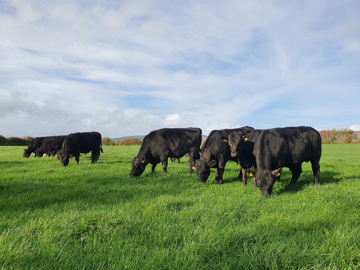 PatMull27553205's tweet photo. Last move for this lot before they head for the shed, been a very challenging month of October to manage livestock at grass 
#grasstobeef
#angusbeef 
#herefordbeef
#sustainablebeef https://t.co/fqgk5ZHwIy