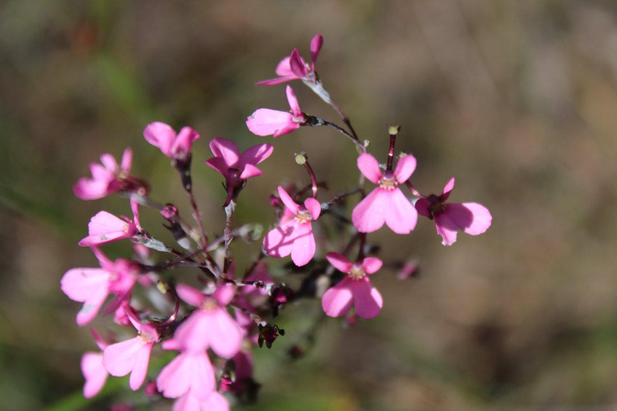 waspwench's tweet photo. Pink hammerheads! Pink hammerheads! Pink hammerheads! Check out those overhead columns! #Stylidium no doubt. But which species? This was a tiny little plant tucked away off the beaten track.
Wasp sex & pink #triggerplants. My afternoon was awesome!
#wildoz #westernaustralia https://t.co/zeIhvTSKMa
