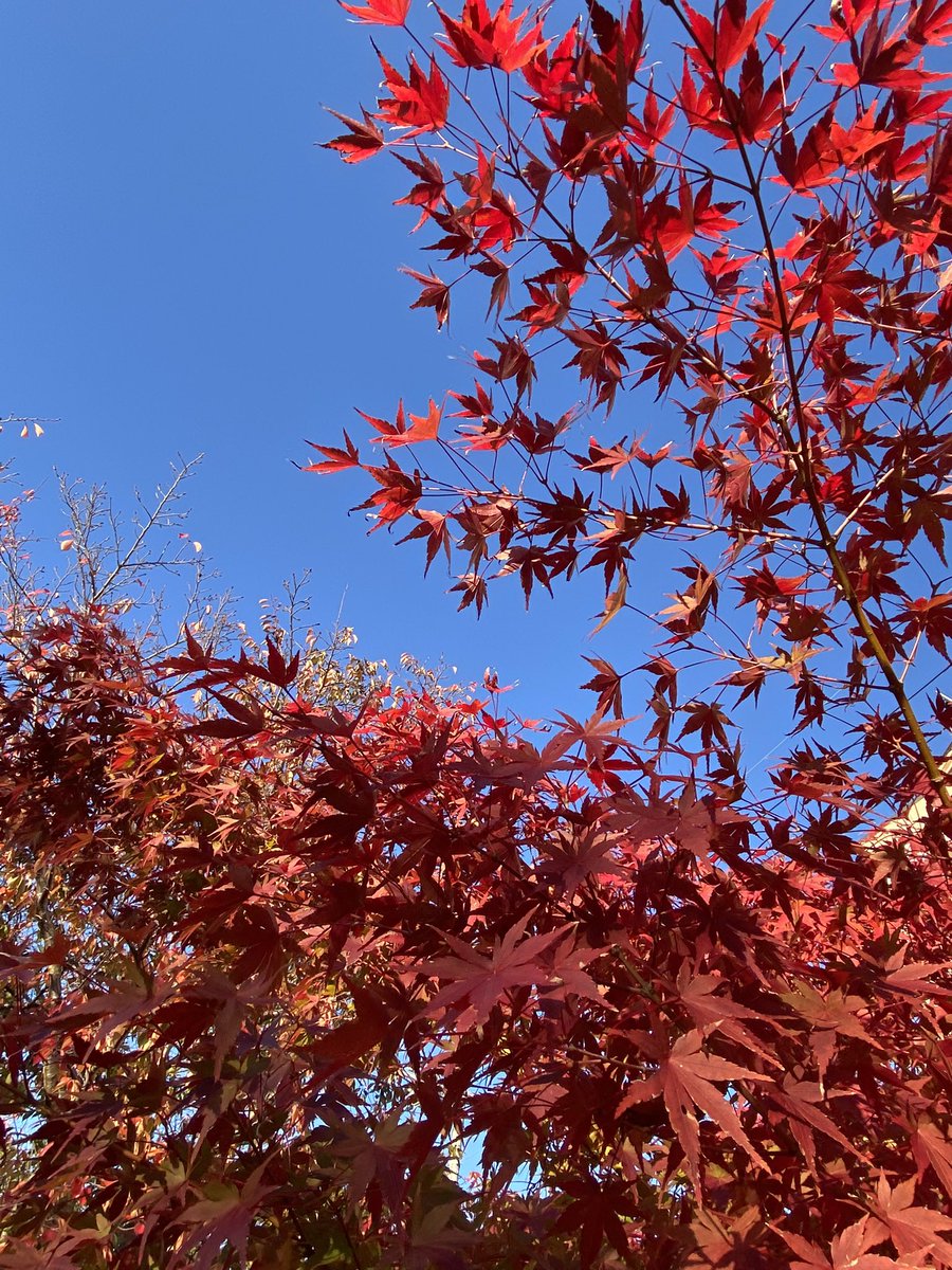 cross_desu's tweet photo. お疲れ様でーす♪
くろすです♡
久しぶりに有馬に来たら紅葉が始まってたよ🍁
木によってはまだ青かったり、もう枯れ落ちてたり、ラジバンダリʅ(´⊙౪⊙`)ʃ
さ、しょうもないこというてんと帰ってゆっくりしまーす(*ﾟ▽ﾟ)ﾉ🍺
今もお仕事中の方は頑張ってね٩( 'ω' )و
ではでは🚙💨
#カコジョ
#eckles https://t.co/pNuiKIJxOq