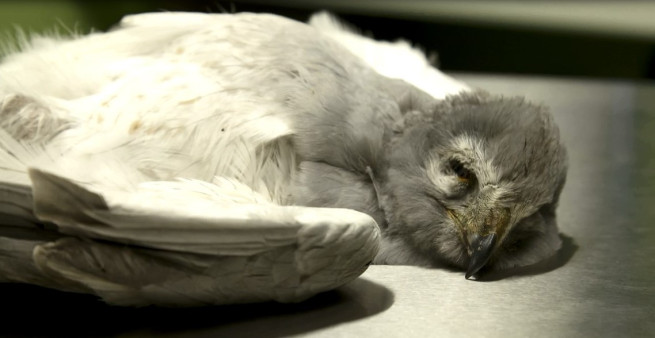 SEVENTY-THREE hen harriers confirmed 'missing' or illegally killed in the UK since 2018, most of them on or close to grouse moors.

Cue wilful blindness from <a href="/DefraGovUK/">Defra UK</a> Ministers  <a href="/theresecoffey/">Thérèse Coffey</a> <a href="/pow_rebecca/">Rebecca Pow</a> <a href="/RichardHRBenyon/">Richard Benyon</a> <a href="/Mark_Spencer/">Sir Mark Spencer</a> 

New blog ⬇️
raptorpersecutionuk.org/2022/11/06/73-…