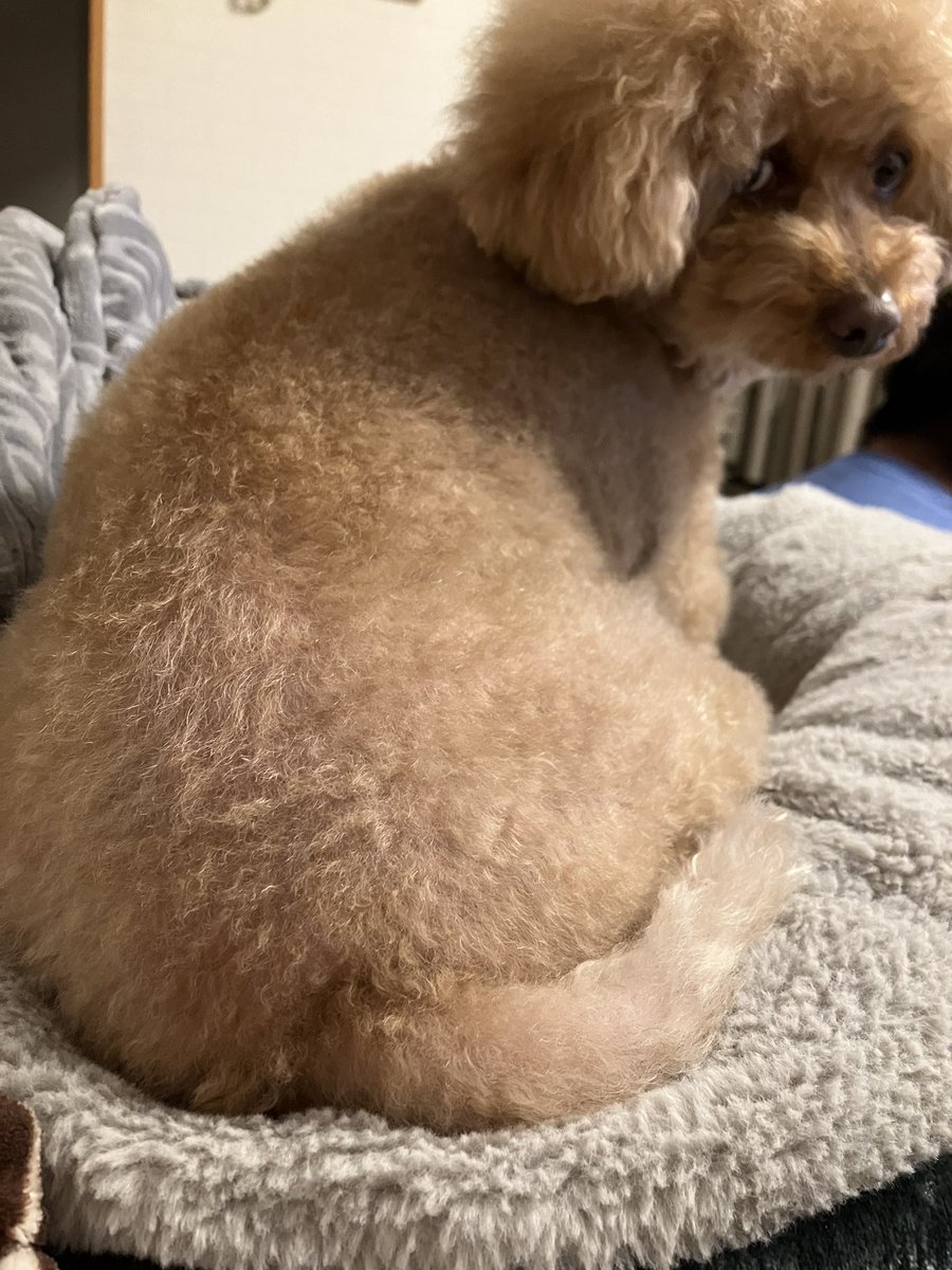 opepelele's tweet photo. なんかこのしっぽ
めっちゃかわいい❤️ww
#トイプードル　#犬のいる暮らし　#デカプー https://t.co/oYTRuhQSCd