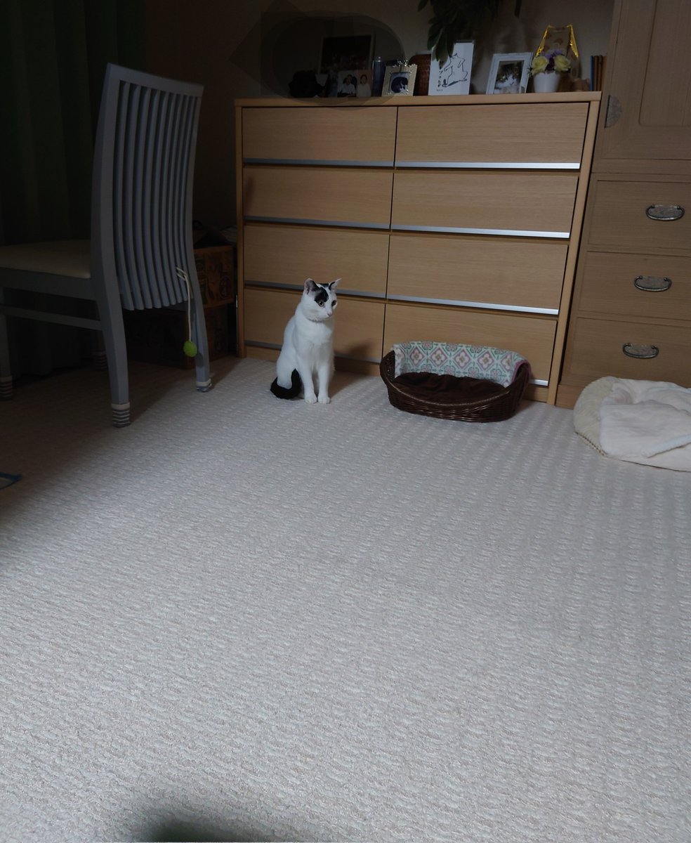 STennensui's tweet photo. 飼い主の足を噛んだことを
反省してるように見せる猫

#猫の反省はすみっコで立つ
#猫好きな人と繋がりたい https://t.co/QyJ2kezYai