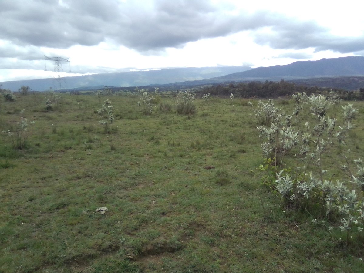 LaikipiaRanches's tweet photo. 📍On location.
Client visits.
Kapteni, Nyandarua county.
#30acres
📞or WhatsApp 0743 505 707 https://t.co/VcsTjYdsqd