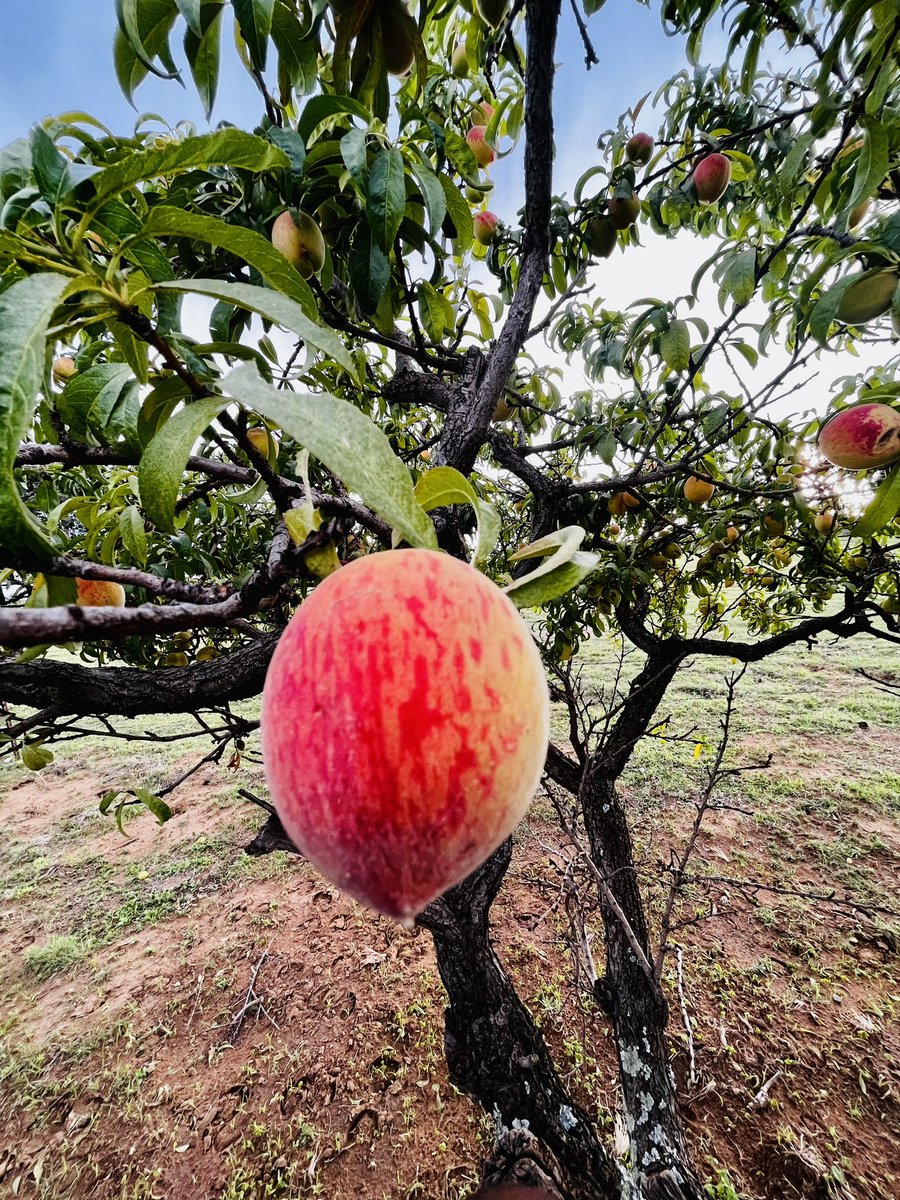 LegendarySletz's tweet photo. Itβs peach season ππΏ and of course we grow some really good tasting peachesπ€ͺ
#farmlife #farming #makingfarmingfashionable #medilemarangfarm #GrowYourOwnFood #Sustainability #selfsustainability #foodsecurity #DGARDatwork https://t.co/OvlfQT43Er