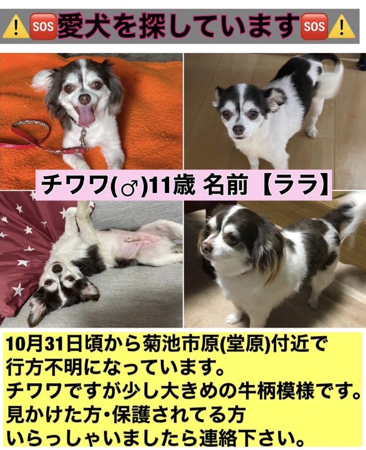 熊本県の迷い犬一覧 Find My Pet