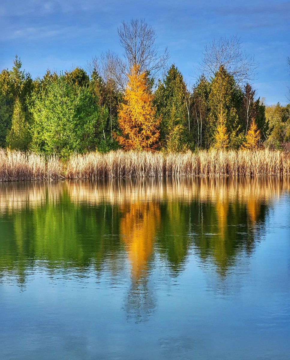 kawarthaNOW's tweet photo. Good Sunday morning our #kawarthapeeps from Kirk Hillsley at the Millbrook Mill Pond. It's tamarack season. Follow the photographer Kirk Hillsley on Instagram at https://t.co/4lPnWLbAso
#tamarack #millbrook #millbrookON #cavanmonaghan #ptbocounty #ptbokawartha #thekawarthas https://t.co/3cOpv3GRoo