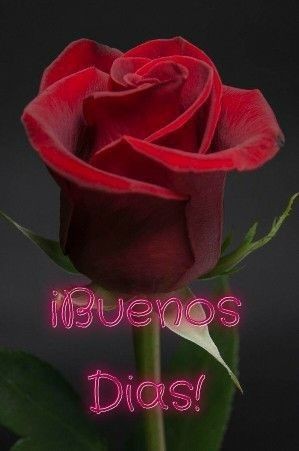 @joserampini tweet media