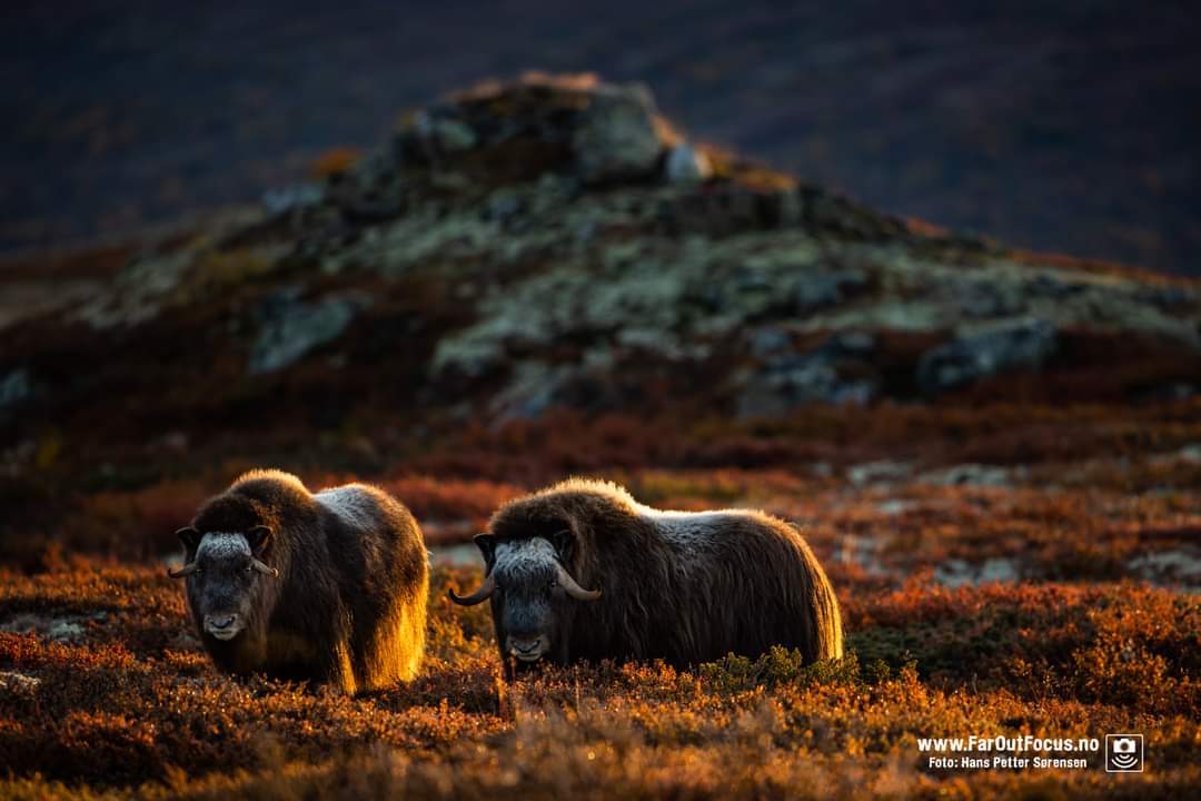 elusive_moose's tweet photo. Musk oxen, Dovrefjell 😍 Photo Hans Petter Sørensen #Norway #wildlife https://t.co/LUoAqFBGpm