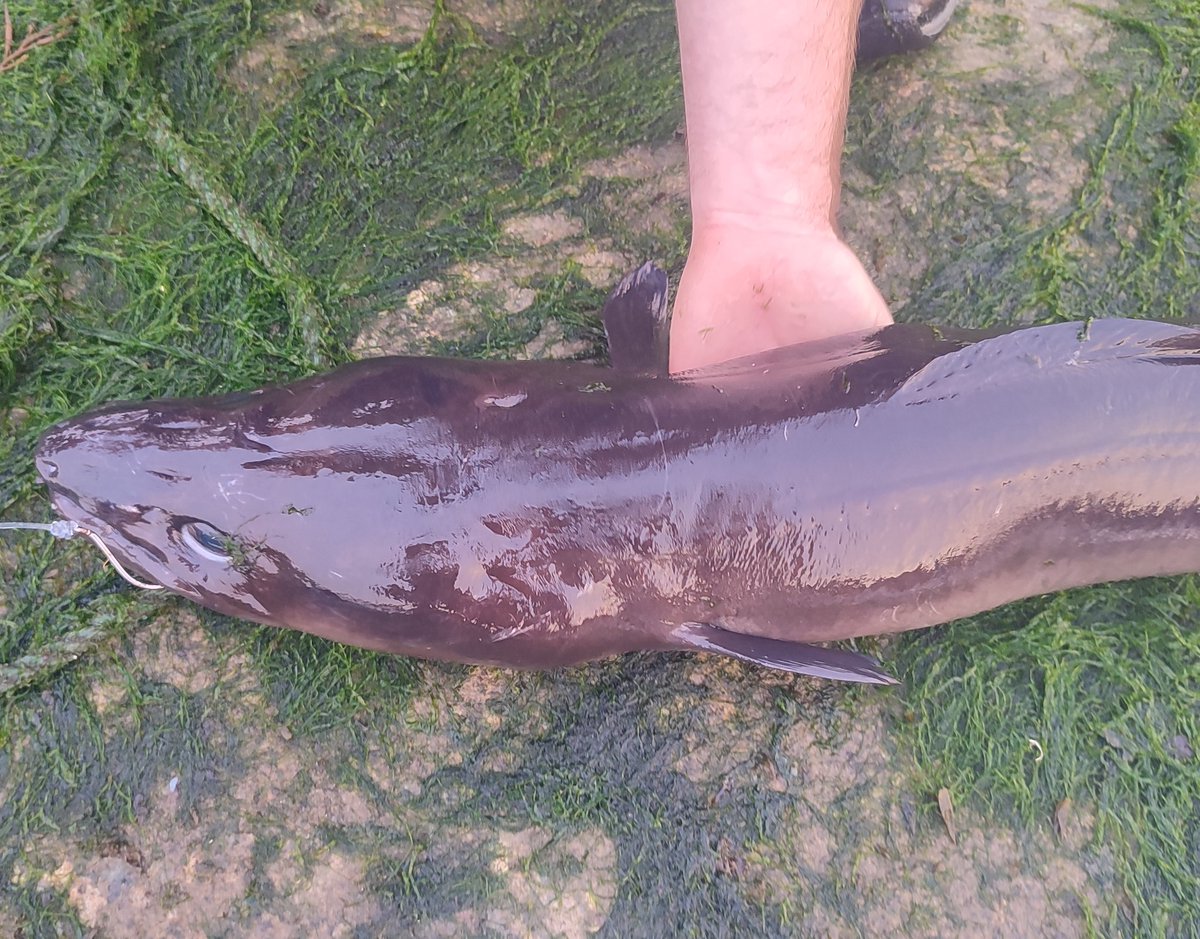 Irish_Angling's tweet photo. Solid Conger for Ian on our last outing.
#fishing #ireland #seafishingireland #fishinginireland #wildatlanticway #conger #eel #seafishinguk #seafishing #congereel https://t.co/XZ6KmMZiXH