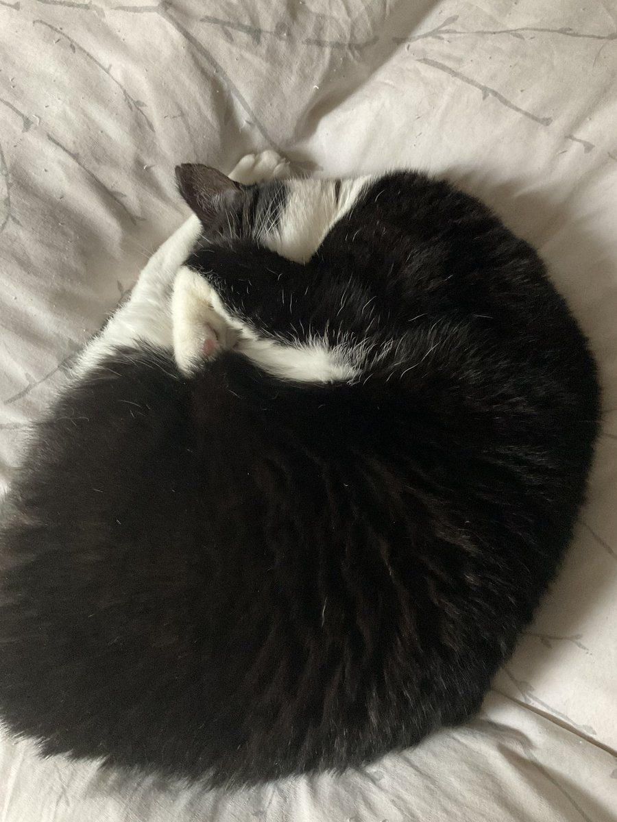 Tuxedosocks's tweet photo. Sundays are for snoozies https://t.co/aZduLpfEbQ