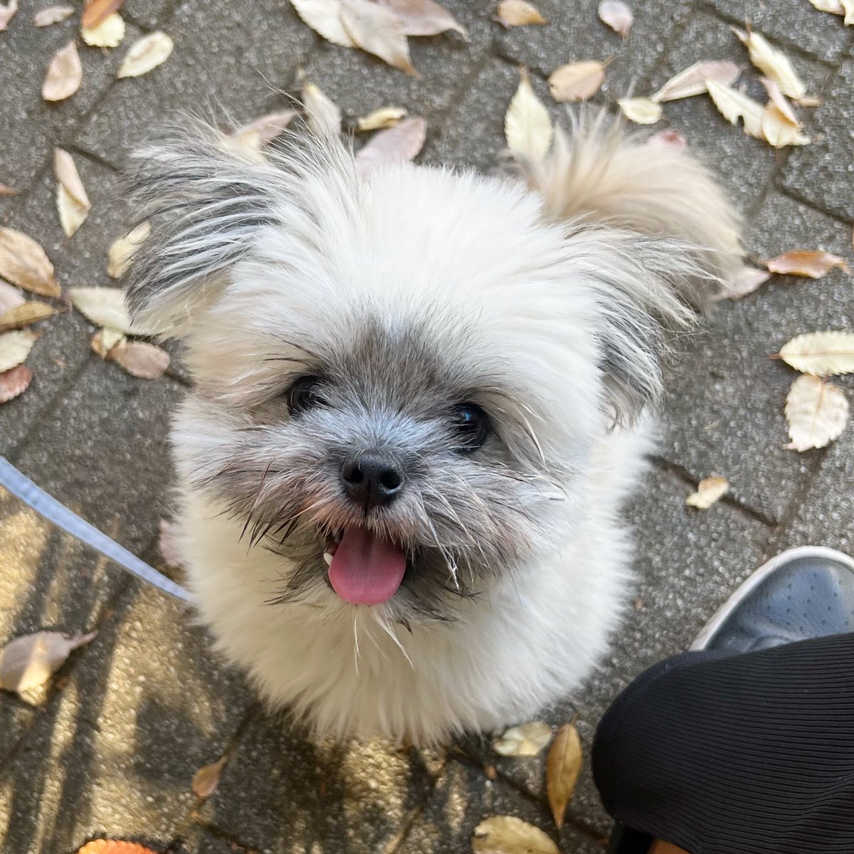 ポメシー🐶ごんぞう (@0305Gonzo) / Posts / X