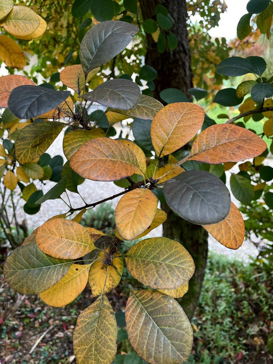 frdvil's tweet photo. Autumn colours of the #cotinus aka smoke bush
#AlphabettyBlooms with C today https://t.co/z7FX6jQvG0