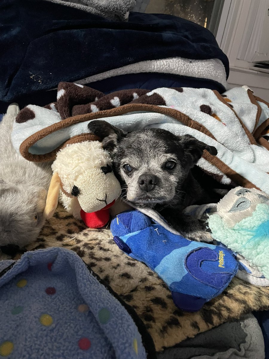 Chillin’ 🌈🐕‍🦺🐈‍⬛🐈‍⬛🦜 tweet media