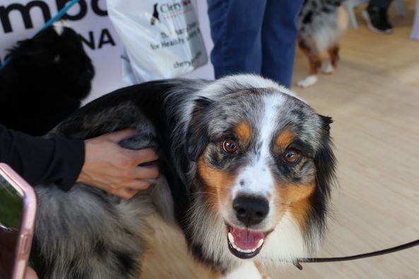 Westminster Kennel Club
The Australian Shepherd was not bred in Australia, but was bred by ranchers &amp; cowboys in western America! This breed is intelligent &amp; eager to please. They're highly regarded for skills in obedience &amp; agility.
They come in four colors. Can you name them?