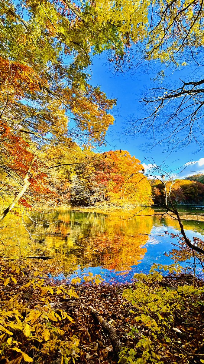 kotodamaya2020's tweet photo. 🍁紅葉狩り🍁

宮城県七ヶ宿

#秋
#紅葉
#絶景
#長老湖 
#宮城県
#七ヶ宿
#紅葉2022 https://t.co/G8XuqvbB1g