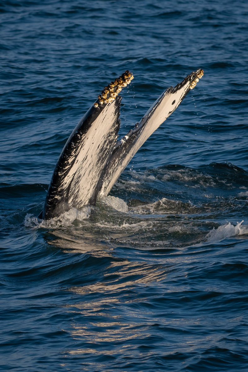 Humpback #Whale flukes as seen on the Atlantic Ocean near Seaside Heights, NJ 🐋

North Atlantic Humpback #Whales
🔎 Megaptera novaeangliae novaeangliae

#Nikon D500 11/05/22
Atlantic #Ocean (#NJ)

#SaveSpectacular #DiscoverWonder @gothamwhale @belmardays @WCSocean @sanctuaries