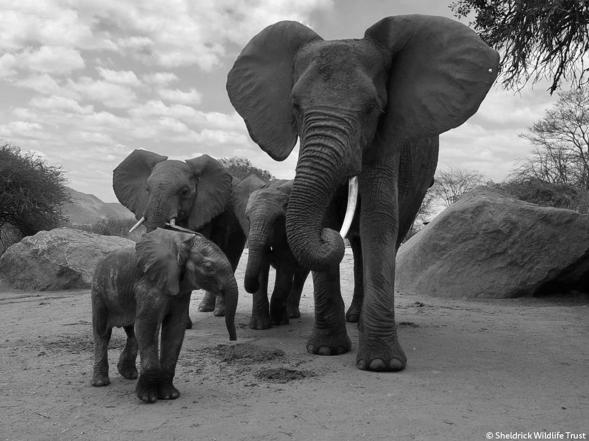 SheldrickTrust's tweet photo. Yesterday, the drought’s impact hit close to home. After an absence of a week, Mweya, Mwitu, &amp; Eden reappeared at the stockades, but hearts’ sank; baby Mojo was not with them. Tragically, his absence spoke for itself. [video from yesterday] Full update at  https://t.co/Qyy4joRq5b https://t.co/H84fdBP3W4
