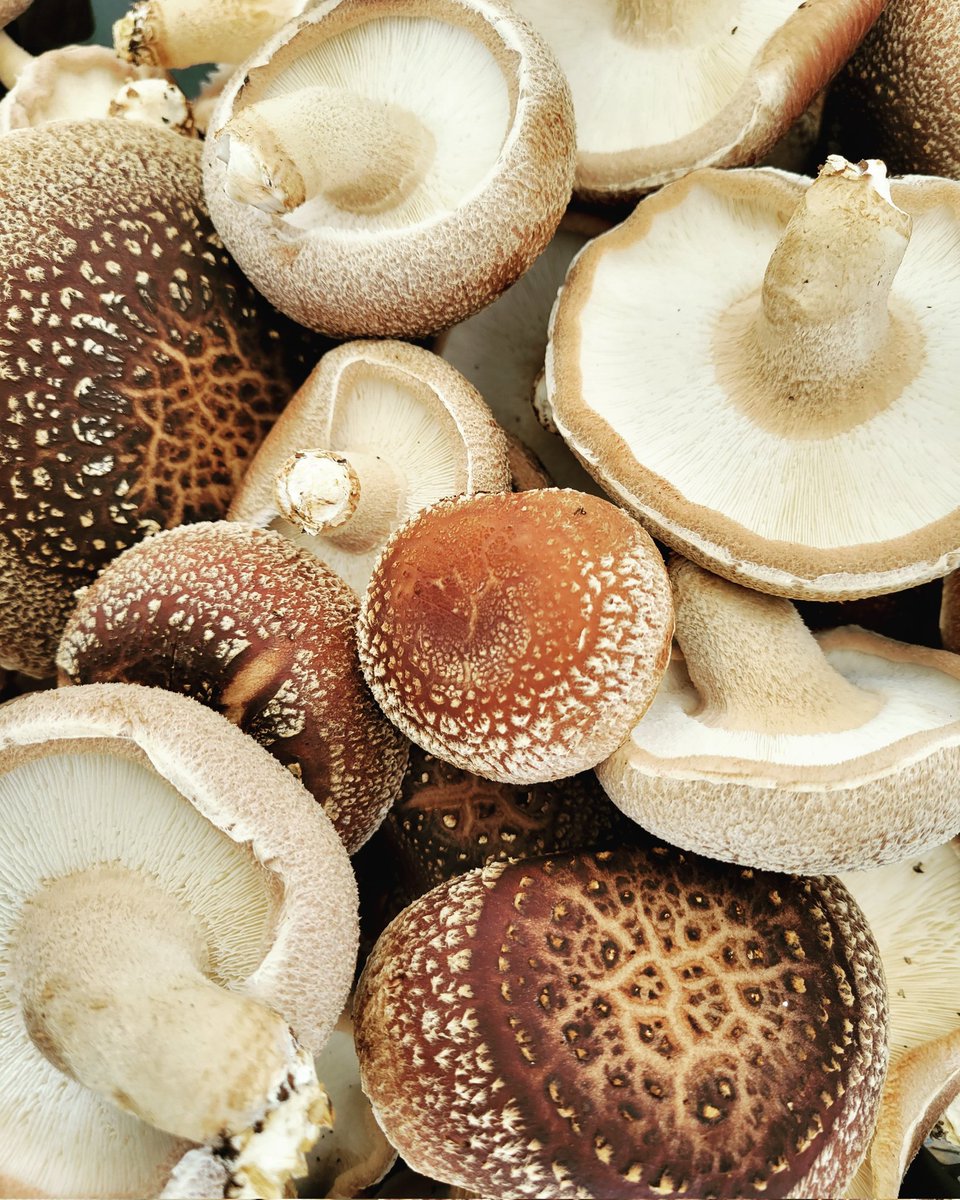 bocultivation's tweet photo. Find us with @MushroomSpirits at the Ithaca Farmers Market today 10-2! #ithaca #cornell #fingerlakes @ithacamarket #twithaca https://t.co/MASlCFSOk1