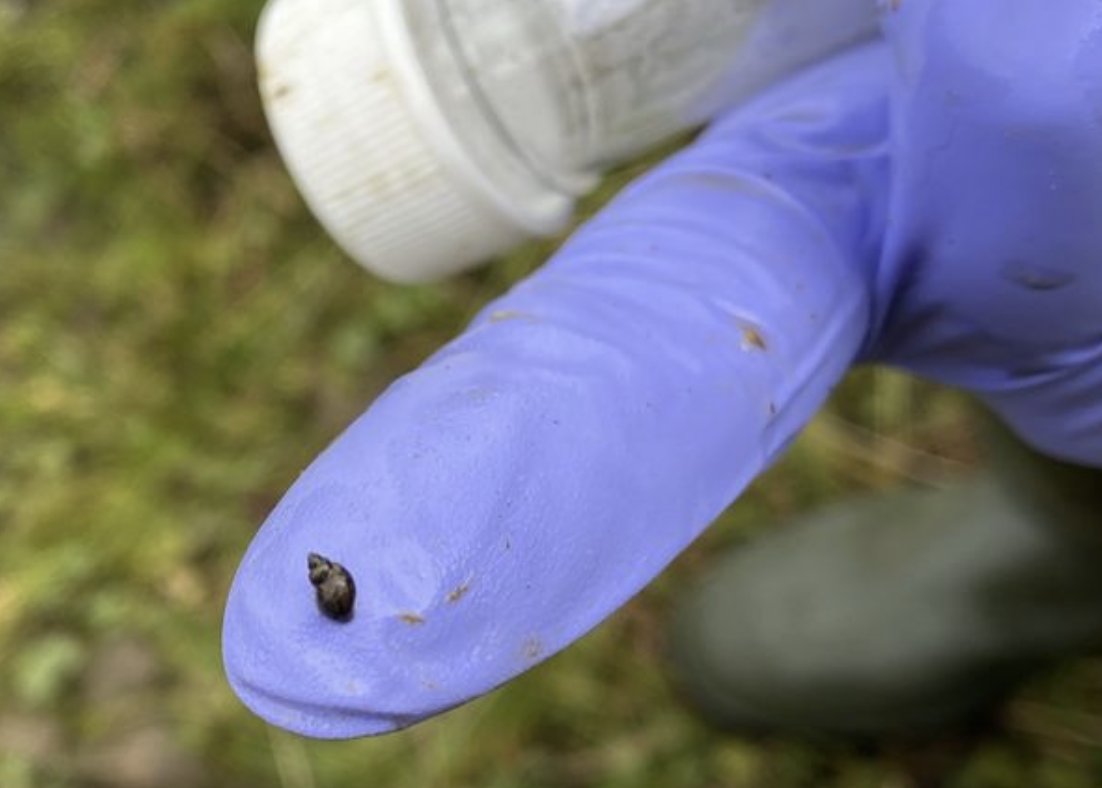 COWSworms's tweet image. Fantastic @TheAHDB podcast with Dr Bethan John from COWS and @philip_skuce talking about liver fluke. Clear, useful advice - especially on testing options, quarantine and research on future control #vaccine #lateralflow #environmentalsampling Listen here bit.ly/3DBTyIq