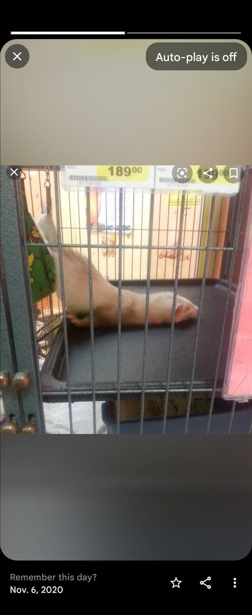 PJ's Pet Stores tweet media