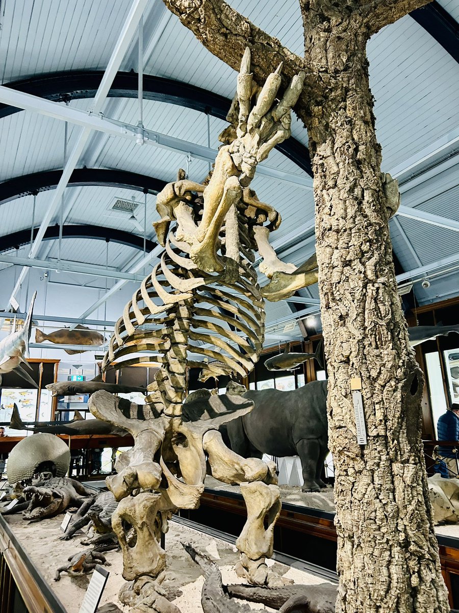 KirstyLiddiard1's tweet photo. Thank you @NHM_Tring - we had a lovely day! #FreeFamilyActivity https://t.co/nXAJFOpjd2