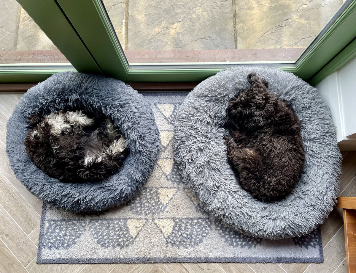 Alfie and Judy having a Sunday lie in! #SchnauzerGang  #DogsofTwittter