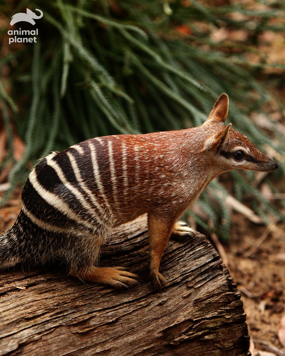 Numbatday Twitter Search Twitter