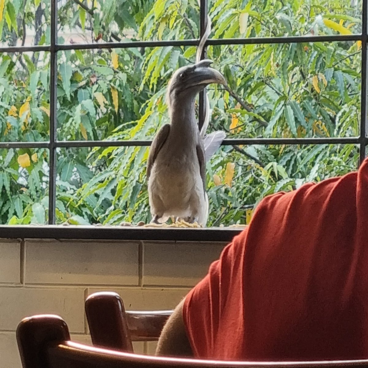 UrbanSantury's tweet photo. @IndiAves #IndiAves #IndianGreyHornbill @fpjindia @timesofindia #Mumbai my son was sitting fr studying &amp; he got a great company... Amazing confident ths bird hve... https://t.co/L0Hv5f3blz