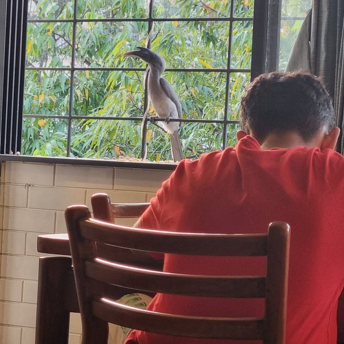 UrbanSantury's tweet photo. @IndiAves #IndiAves #IndianGreyHornbill @fpjindia @timesofindia #Mumbai my son was sitting fr studying &amp; he got a great company... Amazing confident ths bird hve... https://t.co/L0Hv5f3blz