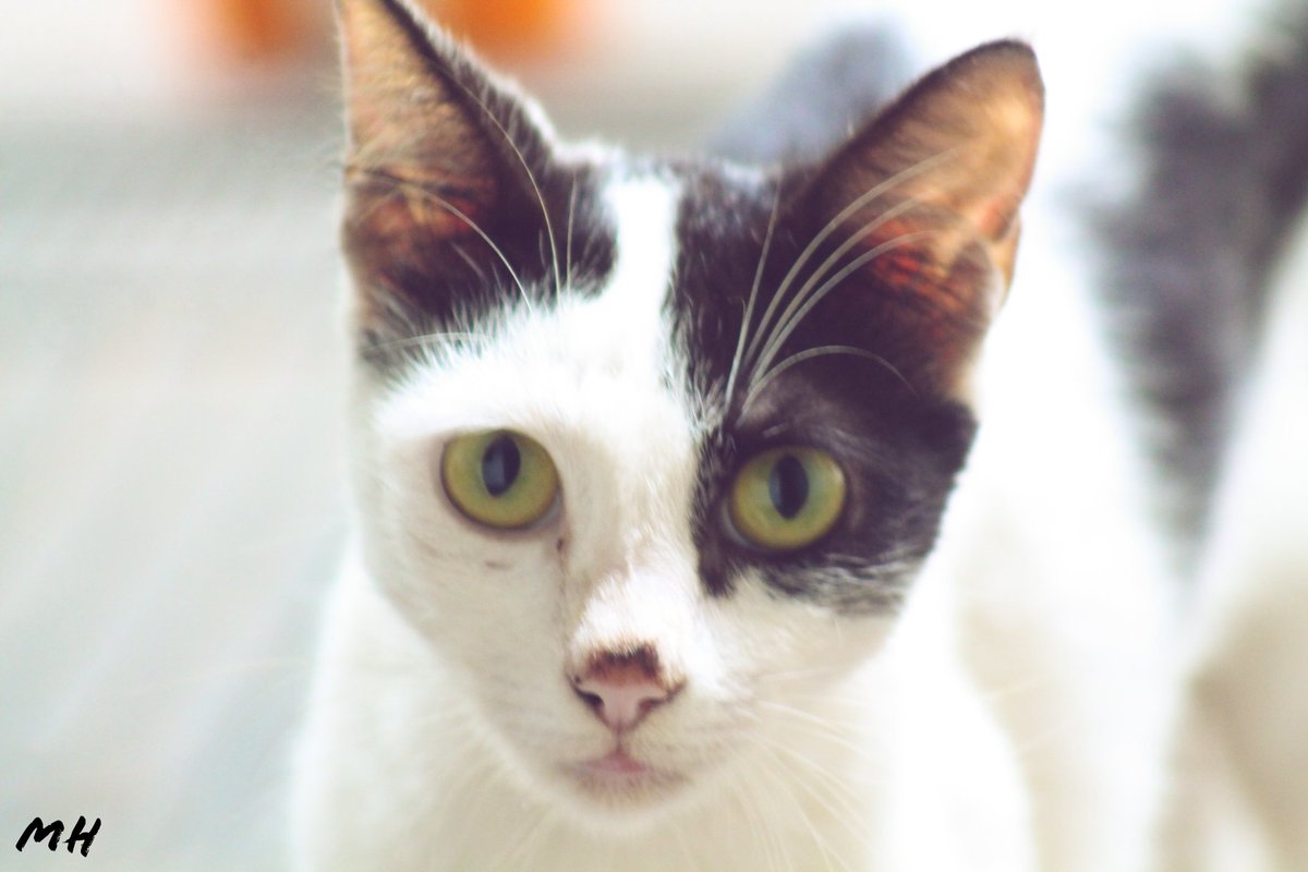 mahissarasadm's tweet image. Backyard Visitor...... #canon #rebelt3 #photography