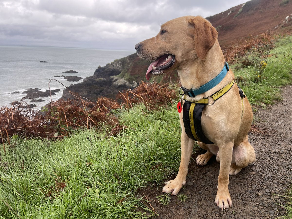 jasonantonyking's tweet photo. Nice way to spend Sunday morning #walking #labrador #cliffpath #mud #rain https://t.co/FOAe7r8ffW