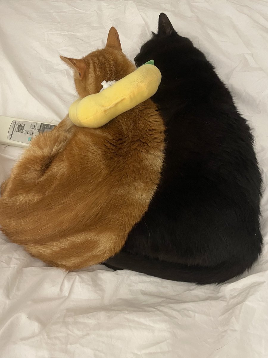 frisky9's tweet photo. Back together ♥️🐾🐈‍⬛♥️ https://t.co/lo04GzLdVC