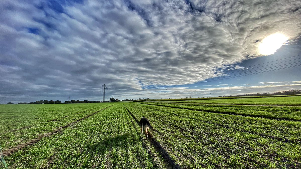 Sunday’s office view #gastarbajt #cadaver #detection #K9 
Nort of Germany is always fun to be in.  They just have some great ideas how and where to hide the body 🤷🏻