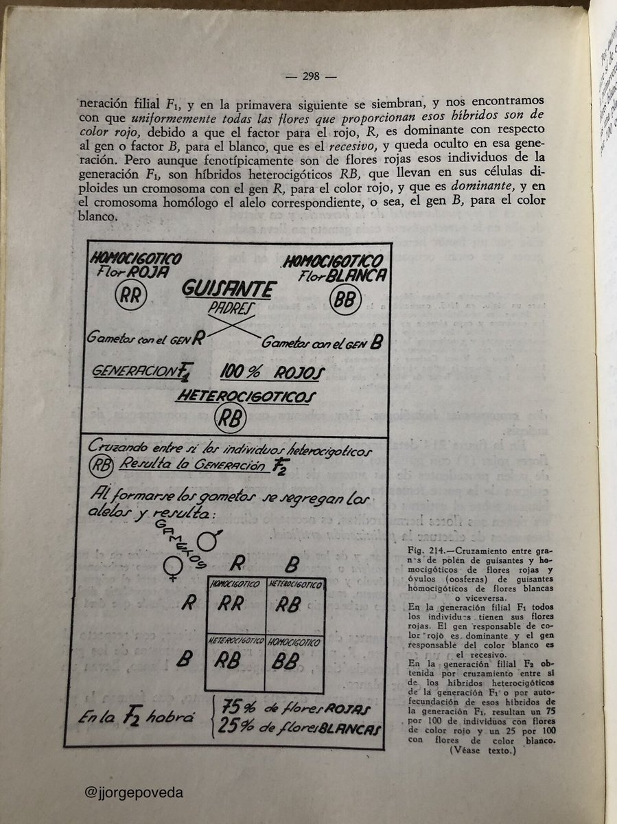 jjorgepoveda's tweet image. #FelizDomingo #RastroDeMadrid @cgfminion @manuca7 #PREU @rafa_casti73 @farmandarina @isajurjo