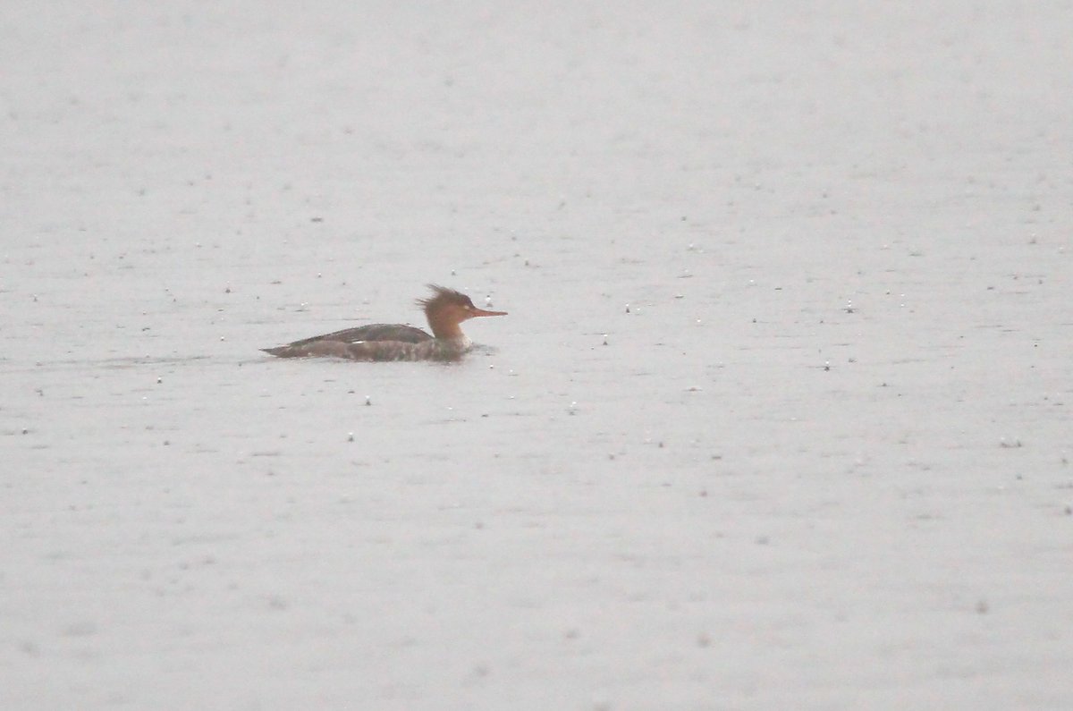 The last few weeks of trudging around the ten reservoirs of @E17Wetlands for very few birds were all forgotten today when I was rewarded for venturing out in heavy rain by finding this Red-breasted Merganser on Lockwood reservoir. My 151st species for the site. #londonbirds