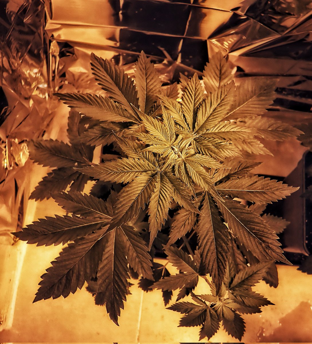 Davi45535429's tweet photo. Y así van recién pasadas a 12/12 con 45cm de altura y una pasada de tallo, ramas, y hojas.... @GeaSeeds nunca falla la verdad estas #bubblefruit están llegando a sus expectativas.... #autocultivo #autocultivomedicinal #freedom #cannabismedicinal #cannabiscommunity https://t.co/9h4HGaydZc