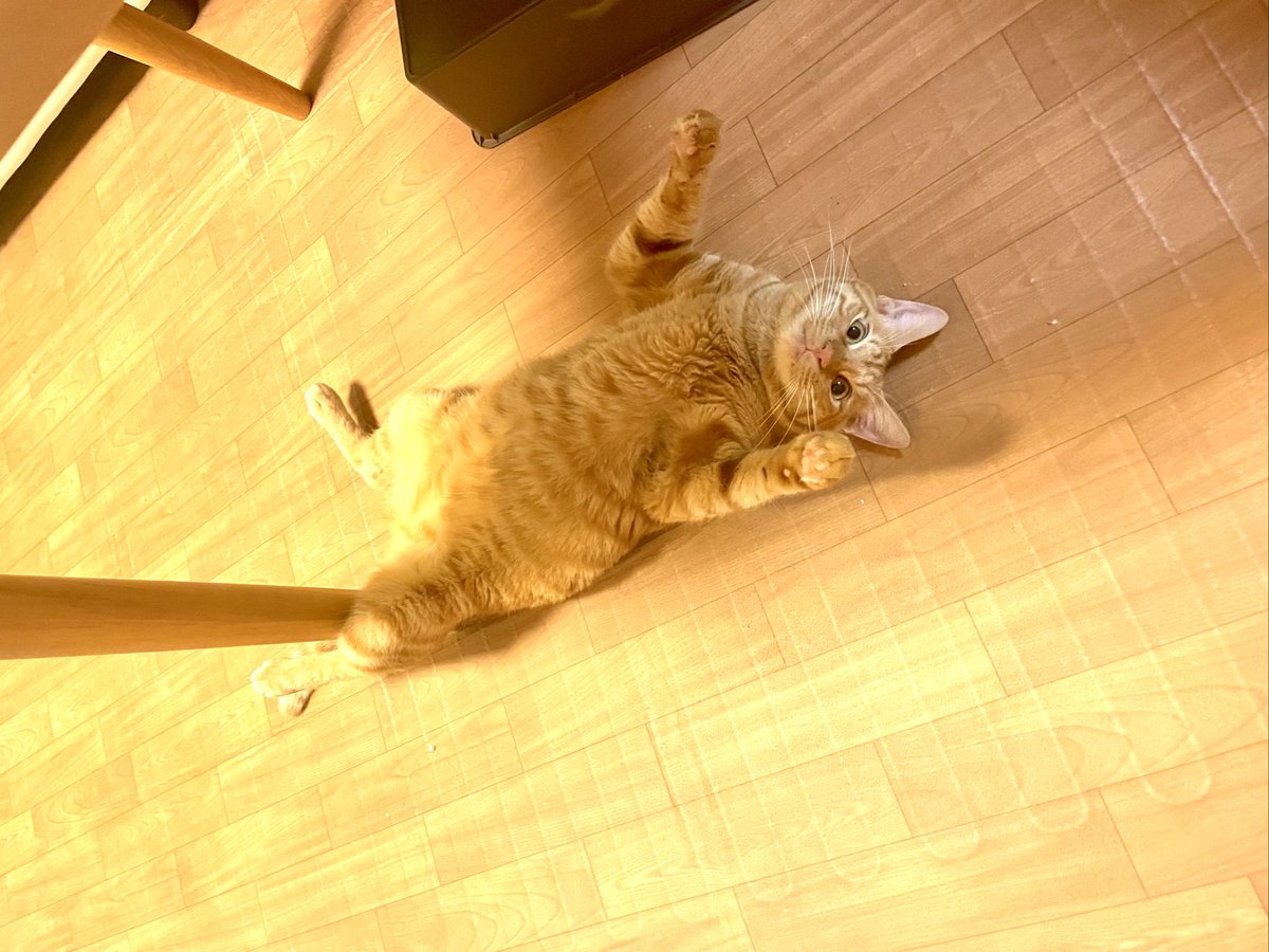 ▶︎ねこが　おちてる