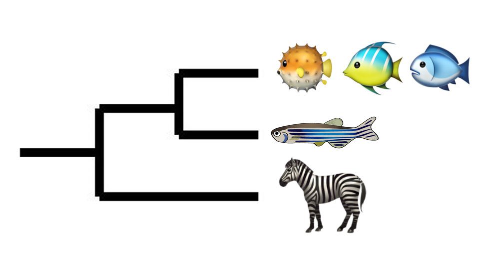 ZebrafishRock's tweet photo. Did you know? Zebrafish are more closely related to fish than to zebras. #ZebrafishFunFacts https://t.co/YNMcZADu5O