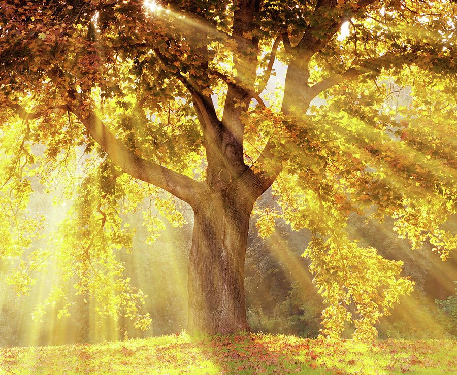 DJChristie6's tweet photo. Day 6 is #trees. I’ve been blessed to have seen so many: Oaks dripping with Spanish moss, blossoming magnolias and cherries, sturdy pines of New England, quivering aspens of Colorado, the rainforests of the Pacific Northwest, palm trees of Florida. #treesarebeautiful #grateful https://t.co/Mj6r7dhORT
