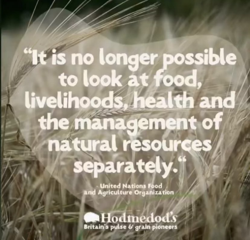 Hodmedod's tweet media