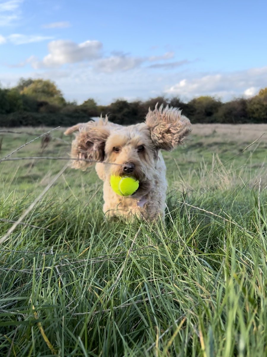 steveturtle's tweet photo. @dailyju5tin My dog enjoying life to the full 🥰 https://t.co/6OaUEXX9lN