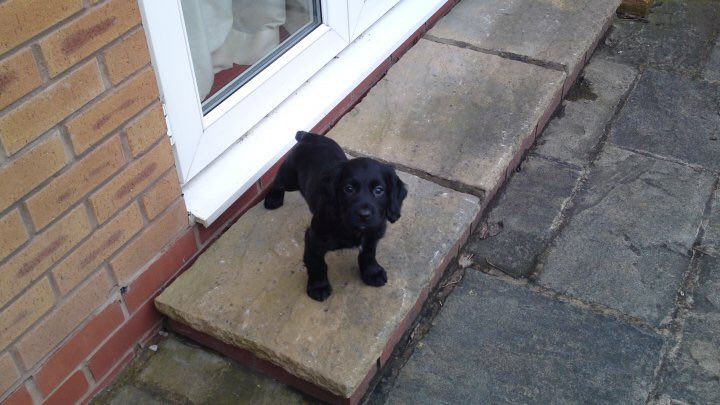 rutty4's tweet image. We are heartbroken having shared our final goodbye to our most loving Coco 🐾. She burst into our lives Feb 14th 2010; totally gorgeous &amp;amp; faithful for almost 13 years. Who knew the pure joy, love, mischief and fun ❤️🥰 she would share with us all, TY. Love to all #DogsofTwittter