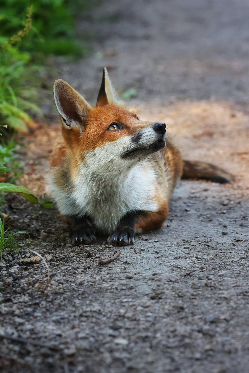 One of my favourites from the year, She was totally engaged witha kestrel flying to and from the nest. #FoxOfTheDay <a href="/ChrisGPackham/">Chris Packham</a>