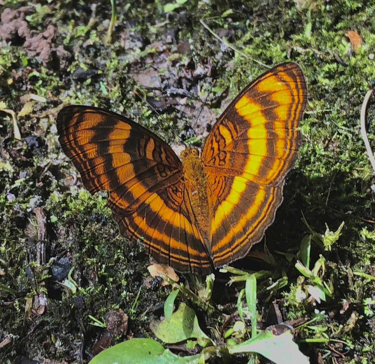 isadorus's tweet photo. Visiting my dad in Brunei (#Borneo) and I had forgotten how bright the #butterflies are! Here’s a ‘Colonel’ Pandita sinope (I think) hanging out in the garden https://t.co/r2kyRa2FHG
