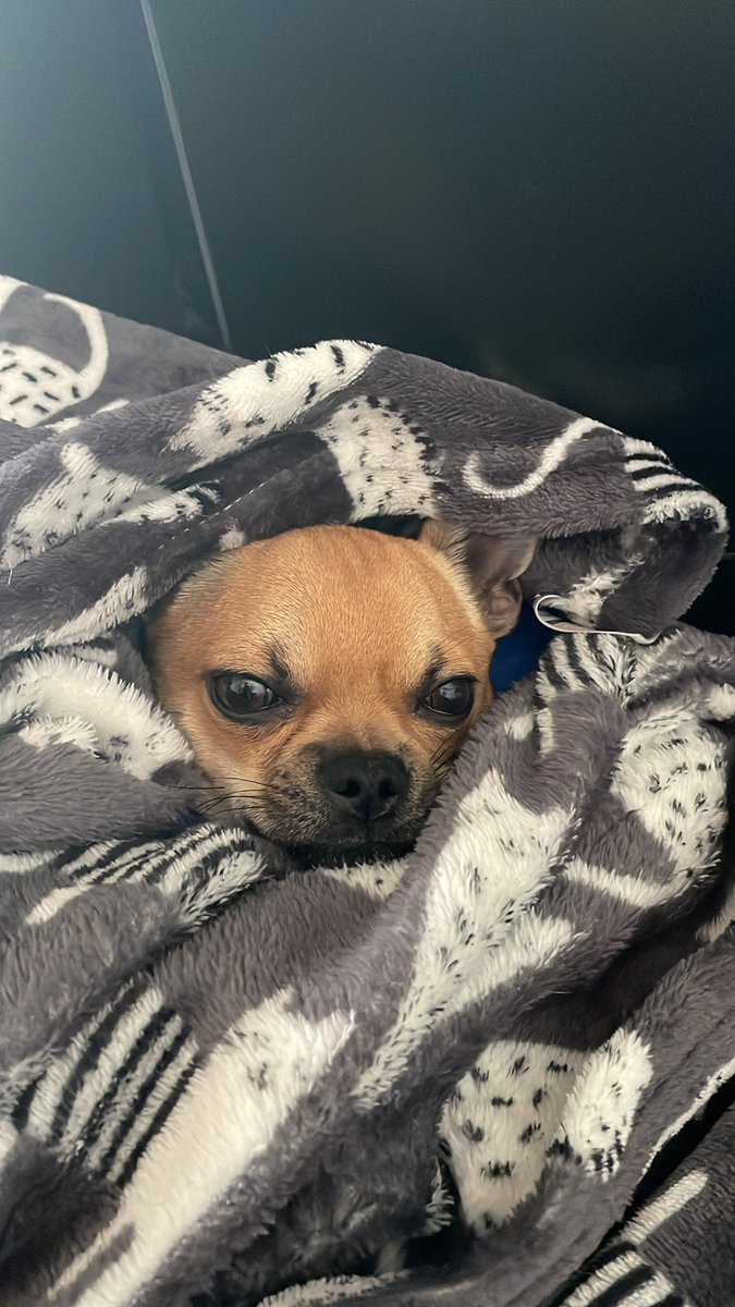 RycoWindstorm's tweet photo. Say hello to Chester!
#cute #dog #puppy #adorable https://t.co/xVYzGEYxJC